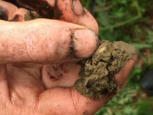 snail fragment from ancient bog