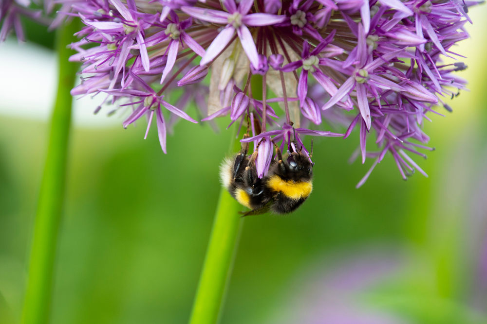 Bee on a flower