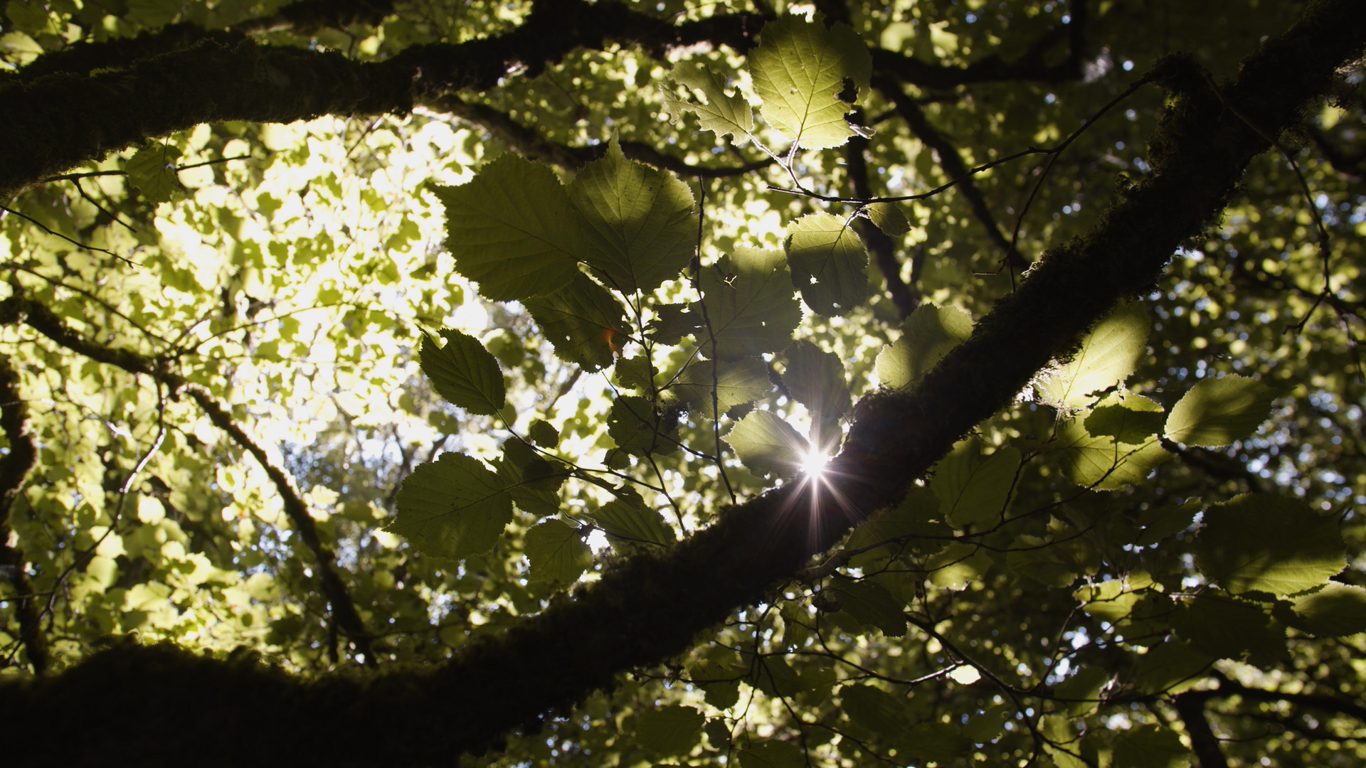 Ireland’s Native Trees Creative Ireland Programme
